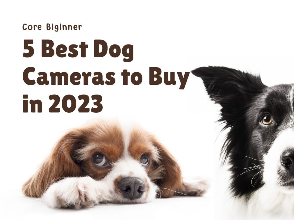 5 Best Dog Cameras to Buy in 2023